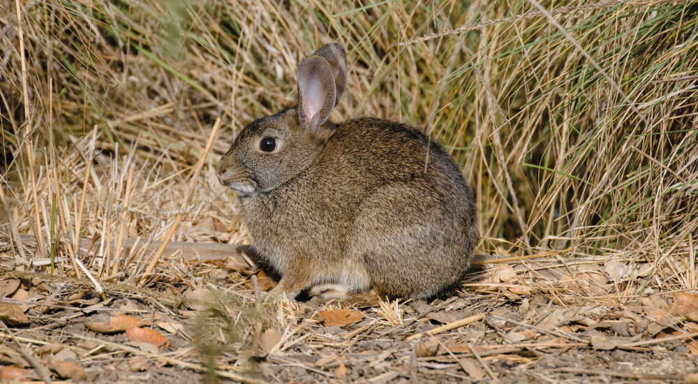 Rabbit Infestations Are a Serious Issue