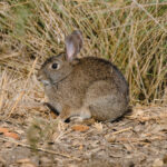 Rabbit Infestations Are a Serious Issue
