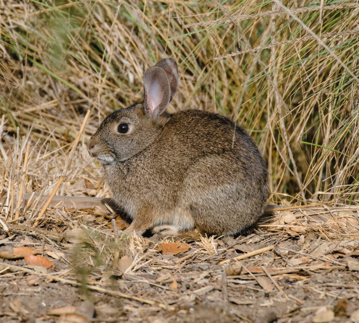 Rabbit Infestations Are a Serious Issue