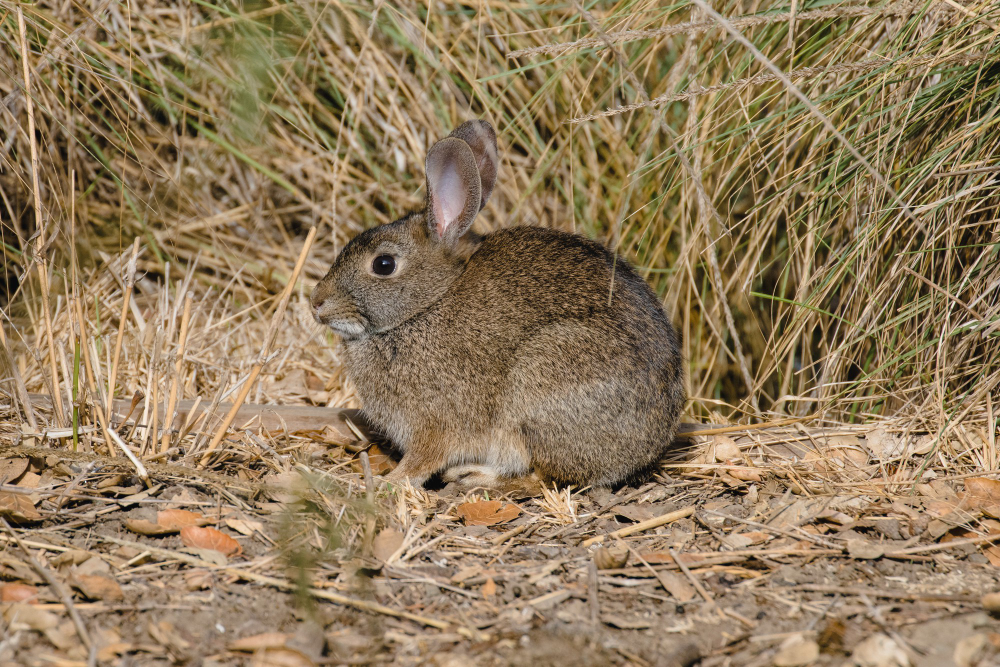 Rabbit Infestations Are a Serious Issue