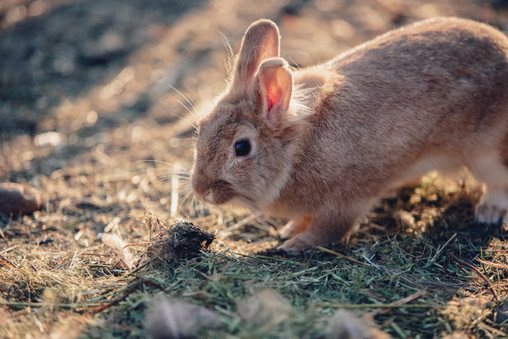 Rabbit Infestations in Australia