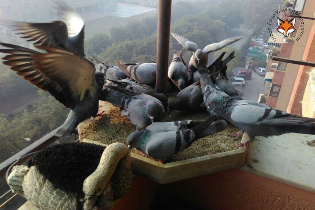 pigeon proofing services
