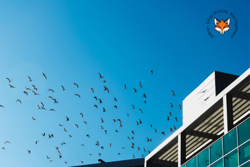 stop pigeons roosting