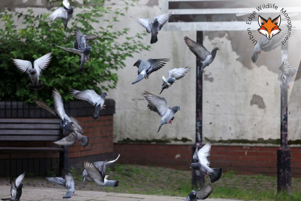 Pigeon Removal in WA
