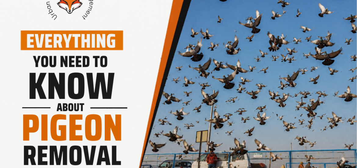 Pigeon Removal in WA