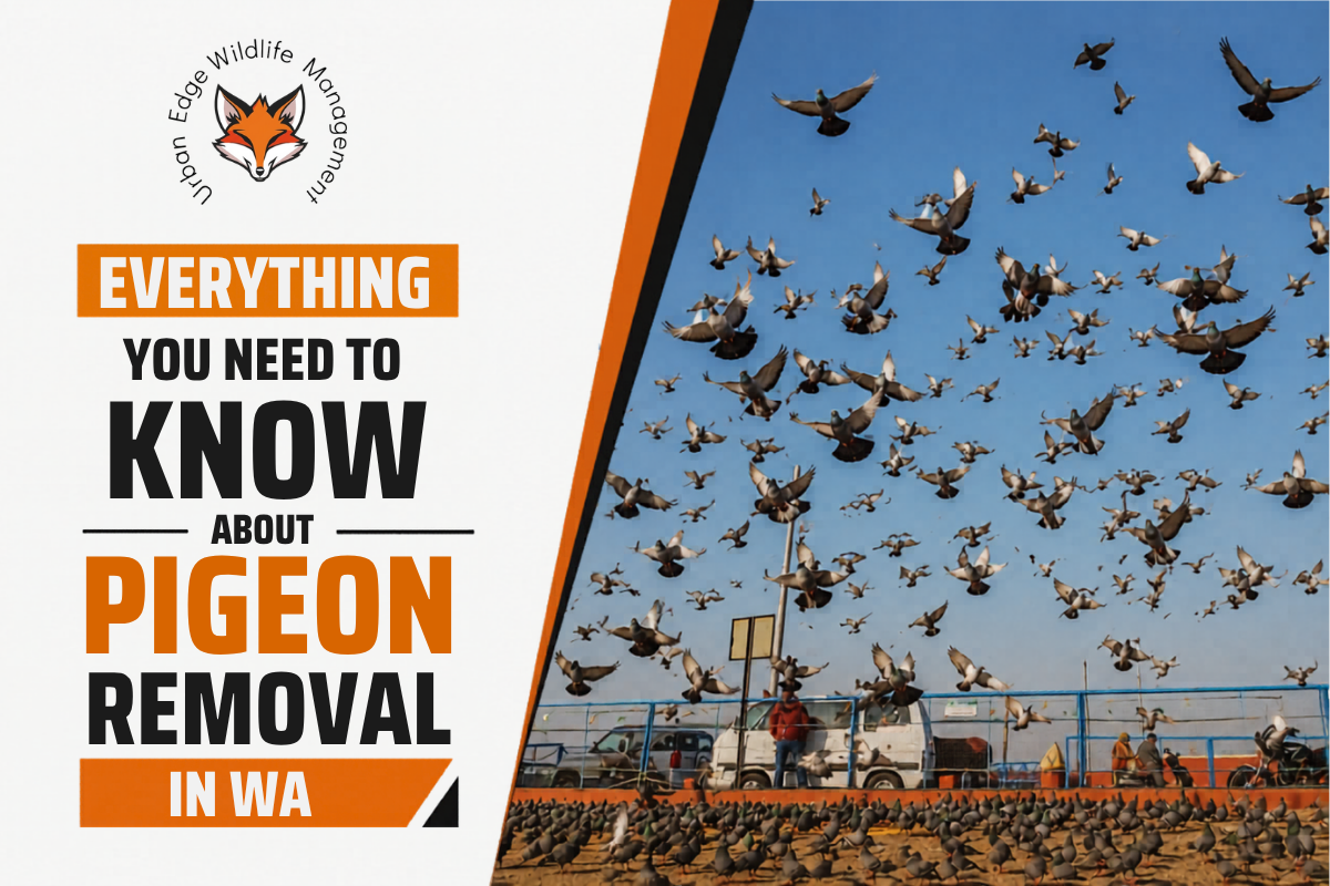 Pigeon Removal in WA