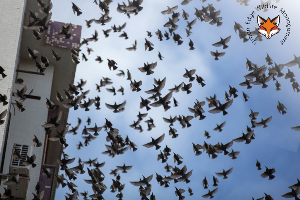 bird proofing