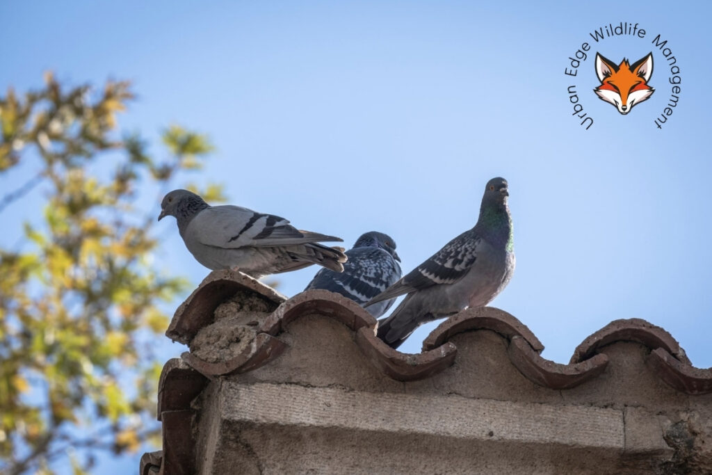 pigeon control serviices