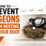 Prevent Pigeons from Nesting