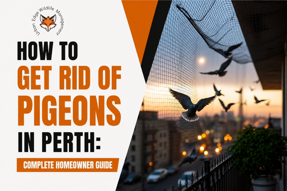 pigeon proofing services