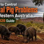 feral pig