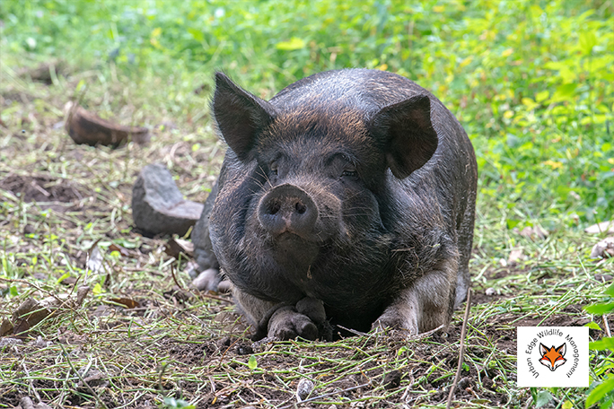 feral pig control