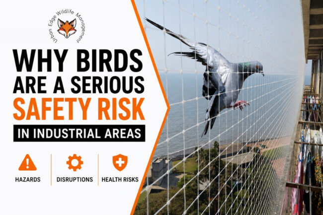 bird control