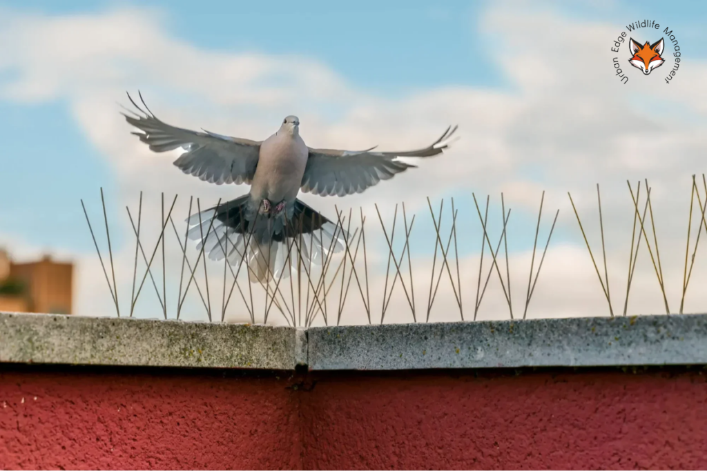 bird control