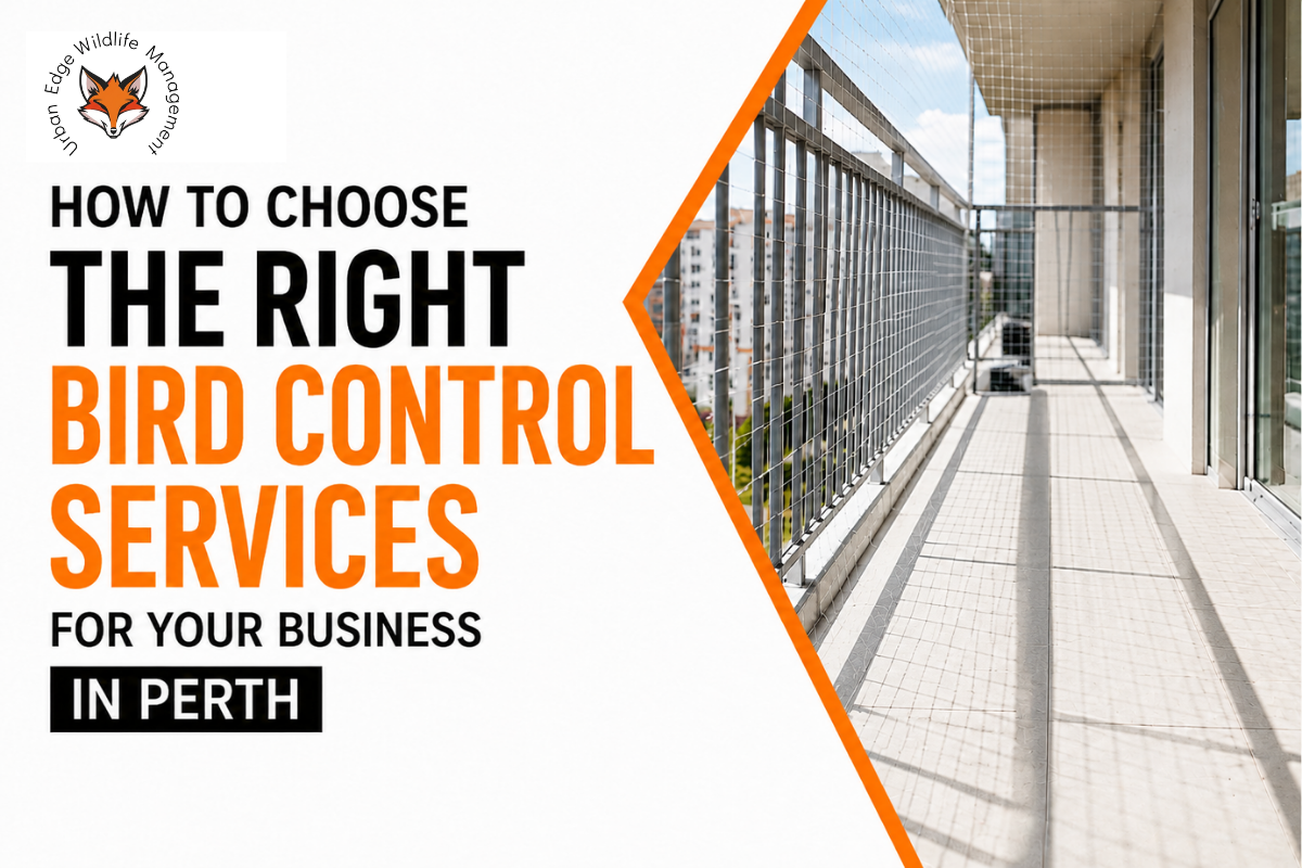 bird control services