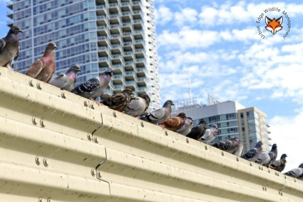 bird control services