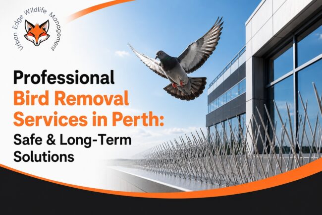 bird removal services