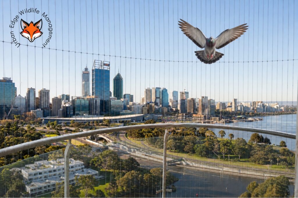 bird proofing
