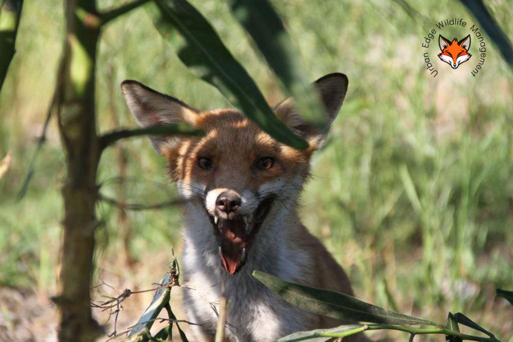 feral fox control