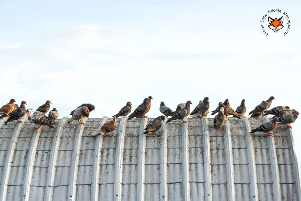 bird control services in Perth