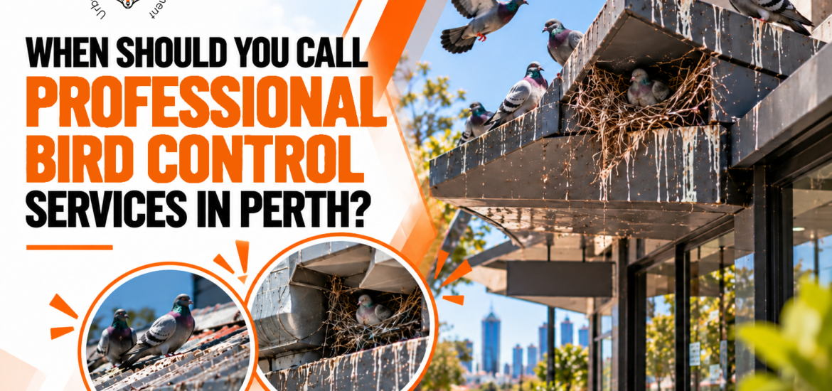 Perth Pigeon Control