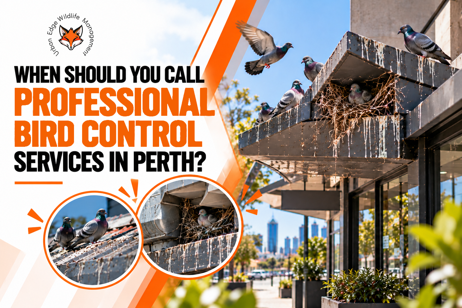 Perth Pigeon Control