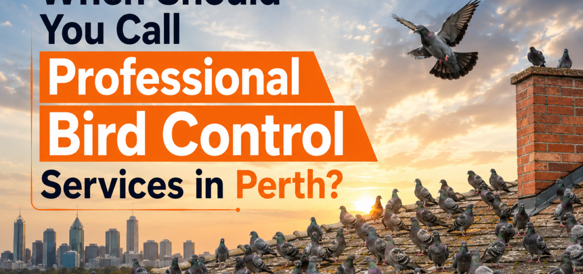 professional bird control services in Perth