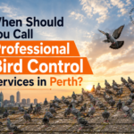 professional bird control services in Perth