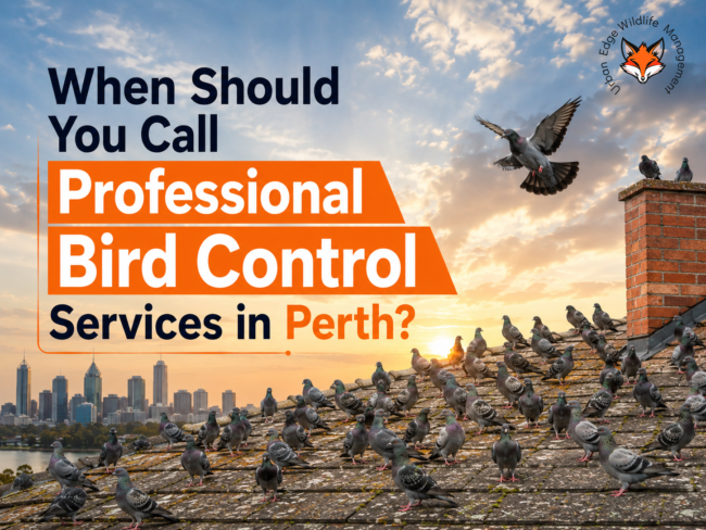 professional bird control services in Perth