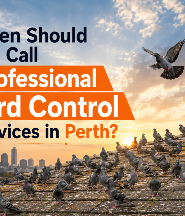 professional bird control services in Perth