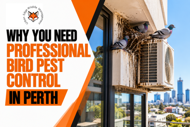Perth Pigeon Control