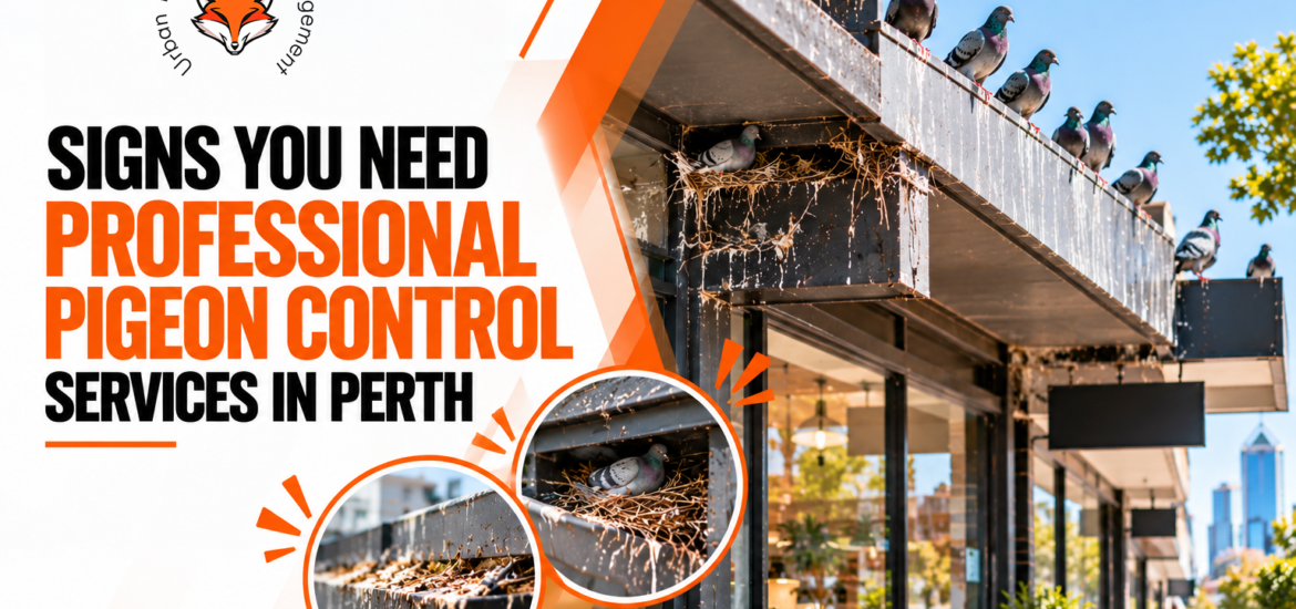 Professional Pigeon Control Services in Perth
