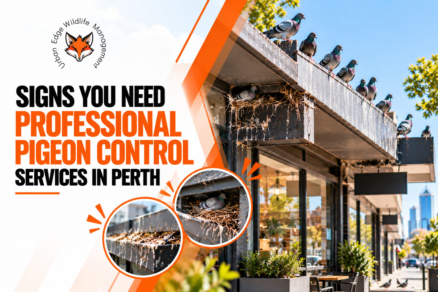 Professional Pigeon Control Services in Perth