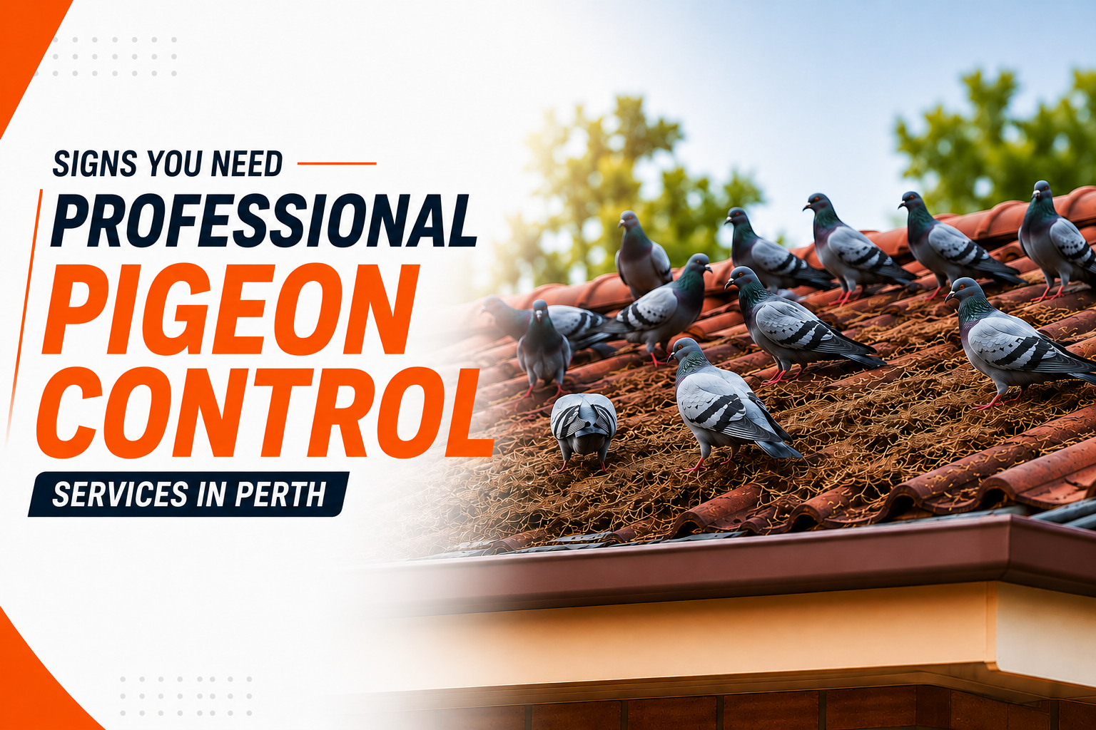 pigeon control