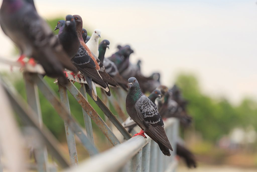 professional bird control services
