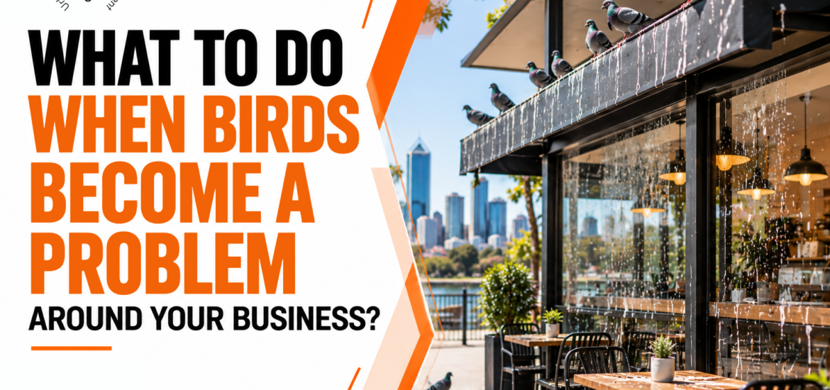 Birds Problem