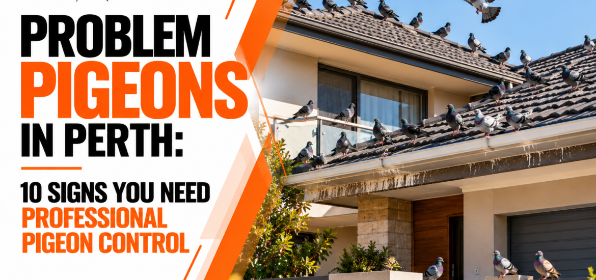 Pigeon Problem in Perth