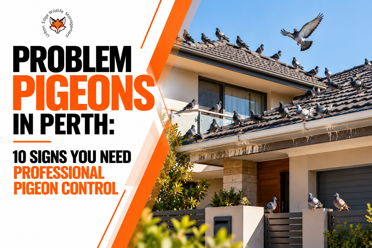 Pigeon Problem in Perth