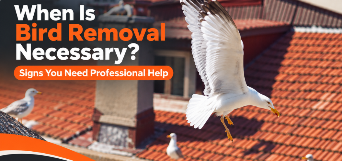 Bird Removal