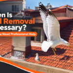 Bird Removal
