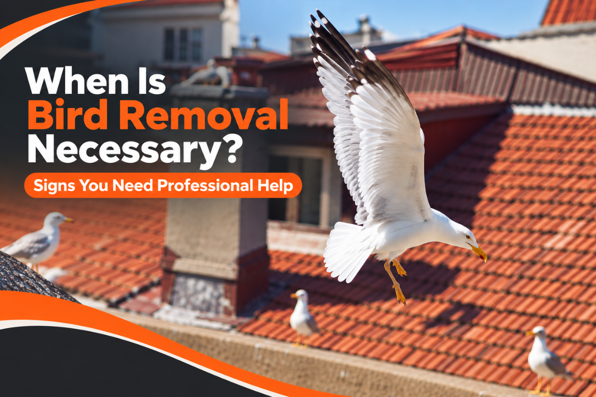Bird Removal