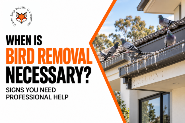 Bird Removal