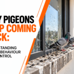 pigeon removal